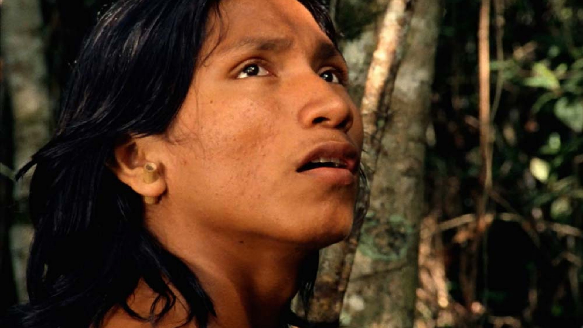 El canto de la selva