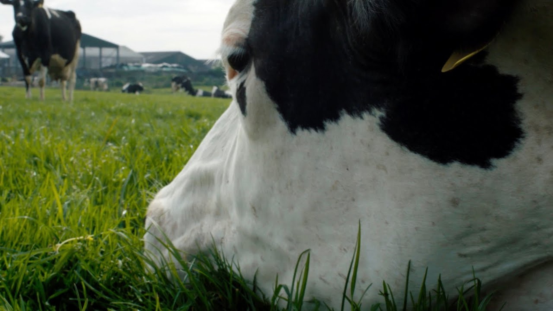 Vaca