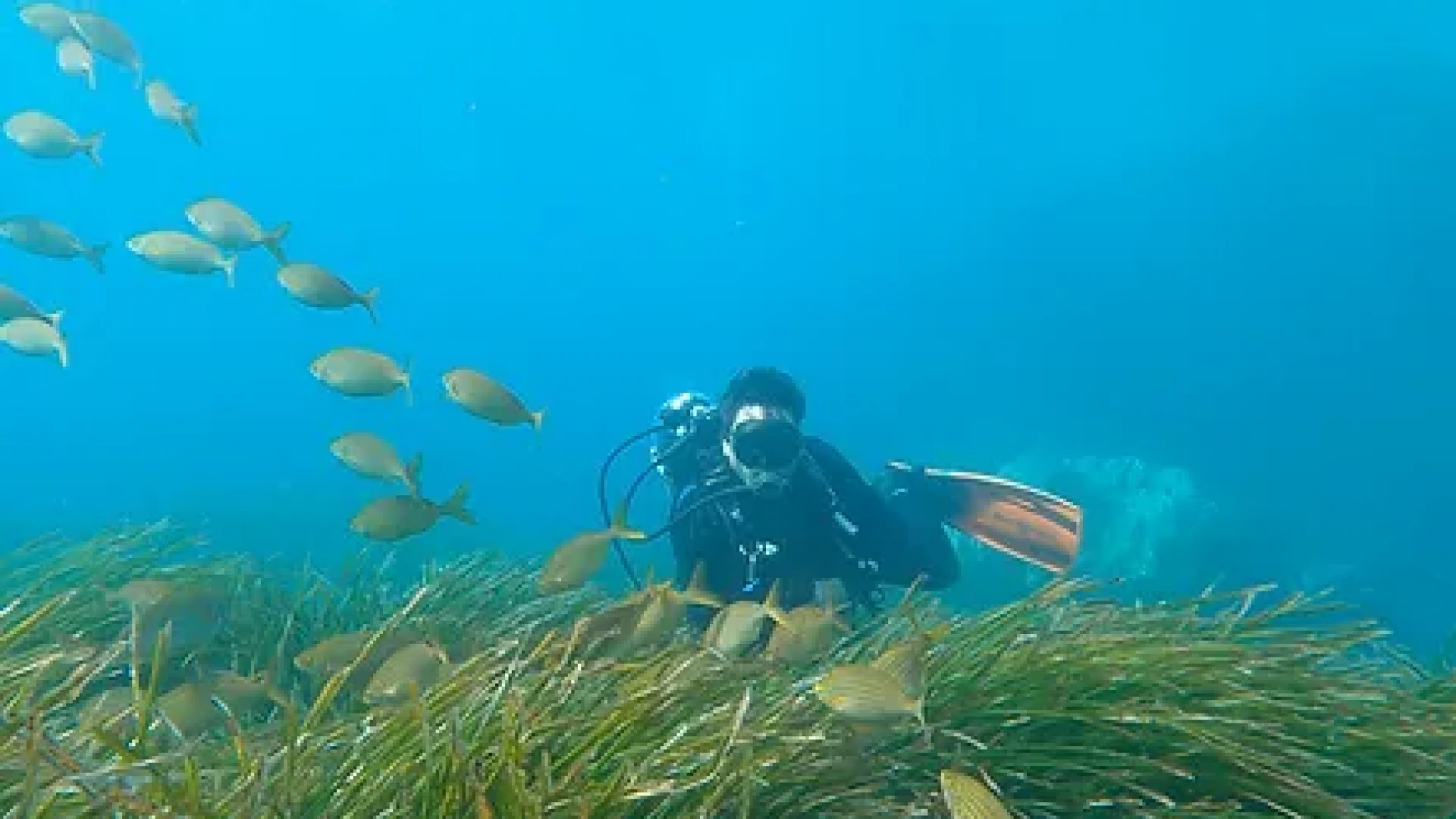 Ocean's Oblivion