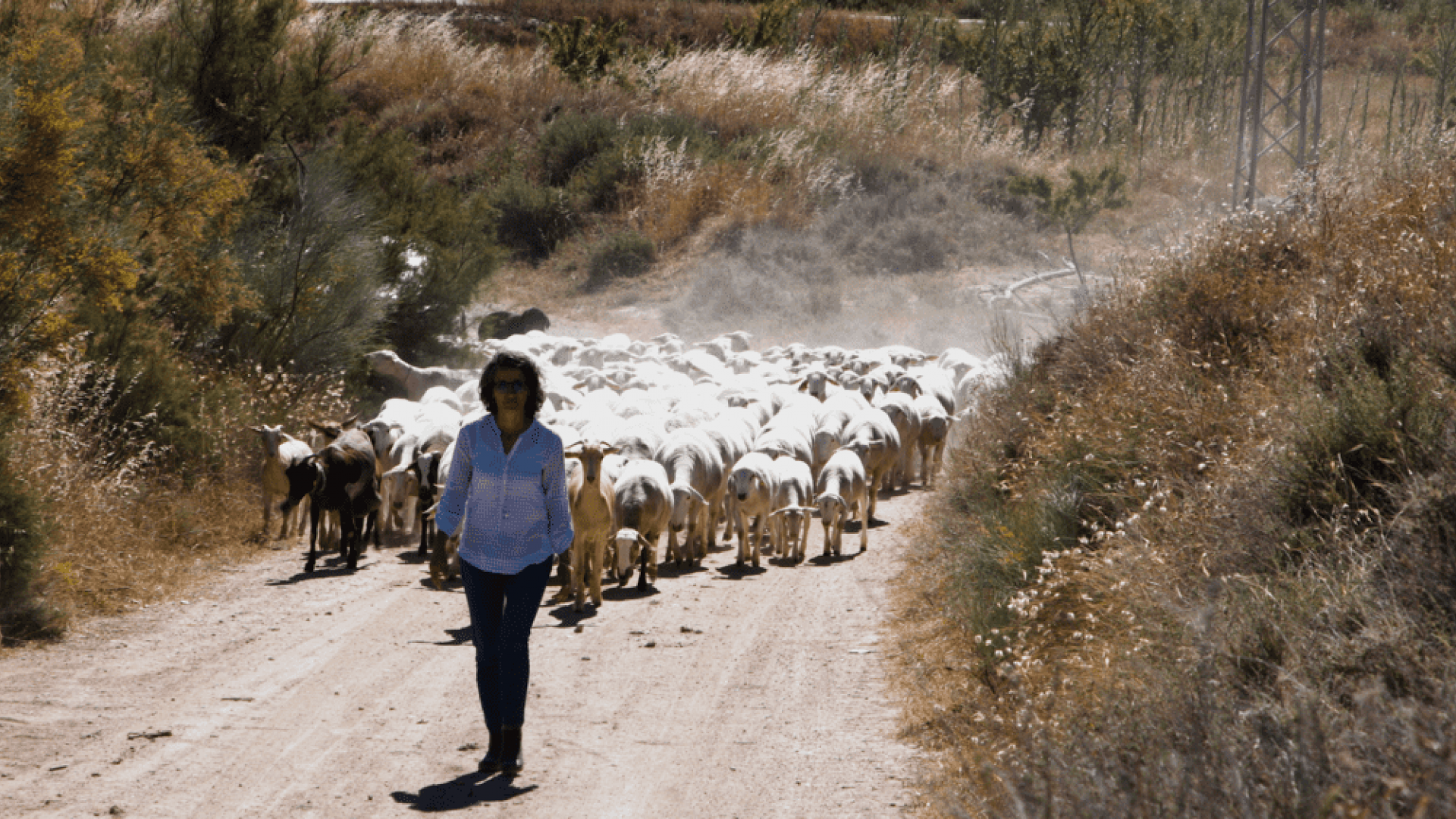 Livestock or Desert