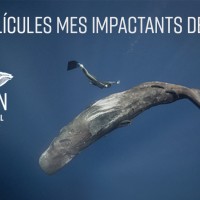 OCEAN FILM FESTIVAL WORLD TOUR 2025